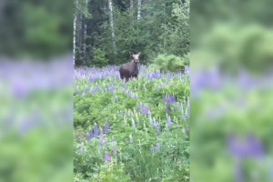 В Кольчугинском районе встретили лосиху