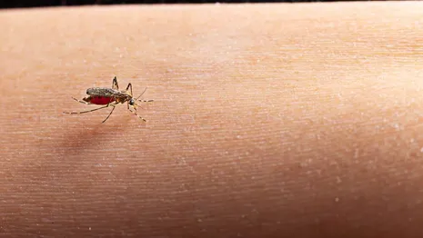 Владимирцев предупредили о рисках заражения сибирской язвой после укуса комаров
