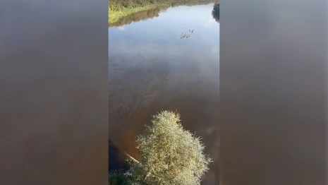 Жители Владимира обеспокоились странными пятнами в Клязьме
