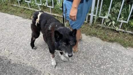 Владимирские волонтеры спасли гниющего заживо пса