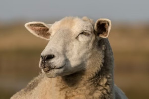 В Вязниках иномарка сбила барана