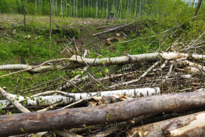 В Гороховецком районе после вырубки деревьев в лесу оставили сухие ветки