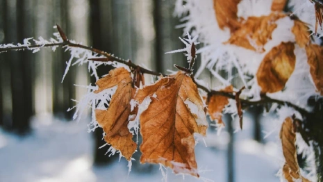 Во Владимирскую область к 23 февраля придут морозы