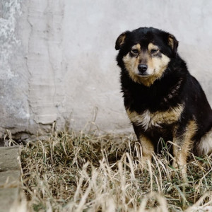 В селе под Муромом ввели карантин по бешенству после нападения собаки на женщину