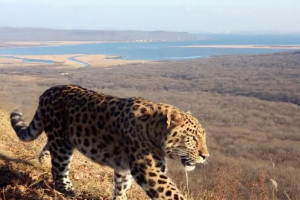 Третьего котёнка из семьи дальневосточных леопардов назвали Фьюжн
