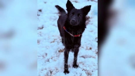 Во Владимире собаку спасли из ужасных условий у цыган