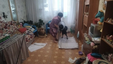 В Кольчугино будут судить выбросившую собаку с балкона 5 этажа женщину