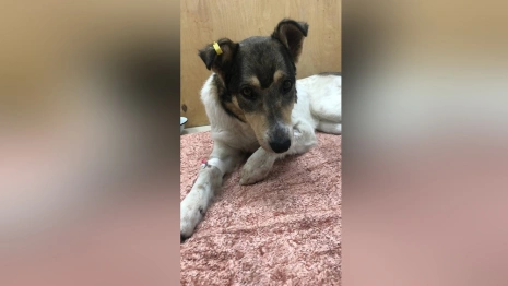 В Александрове жители написали заявление в полицию из-за убийства собак 