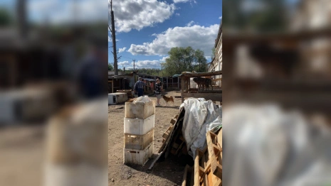 Терпящему бедствие приюту для животных в Гусь-Хрустальном выделили 17 млн