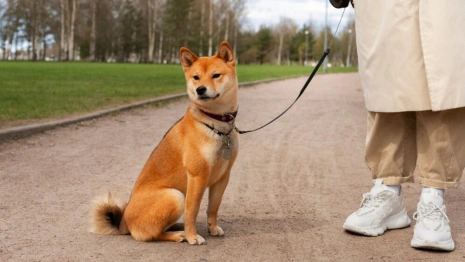 Дети в масках и с хвостами. Что такое квадробинг и почему его хотят запретить