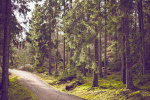 Во Владимирской области нашли 65-летнего мужчину в кепке