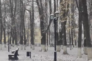 Во Владимире осмотрели деревья в сквере «Липки»