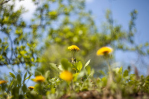 Синоптики назвали дату потепления во Владимире
