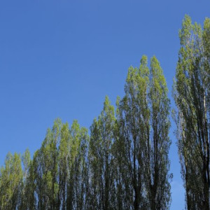 Во Владимире вырубку тополя у радиомогильника признали незаконной