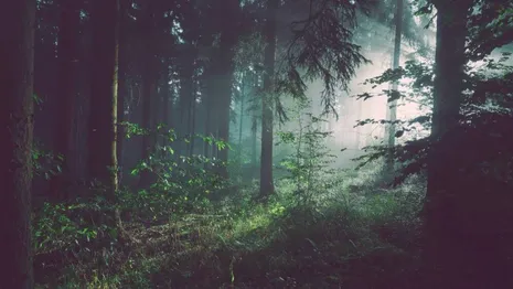 Пропавшего во Владимирской области в лесу мужчину нашли после экстренных поисков