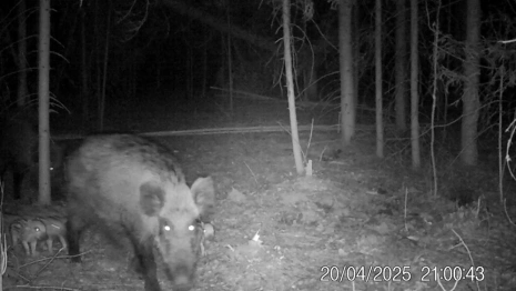 Владимирские кабанчики попали в объектив фотоловушки