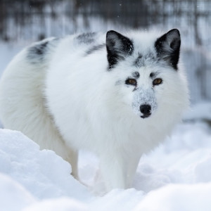Редкий белый лис сбежал из монастырского приюта в Александровском районе