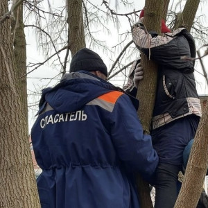 В Коврове спасатели сняли застрявшего на дереве ребенка