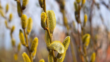 Прогноз погоды во Владимире и области на 31 марта 2025 года