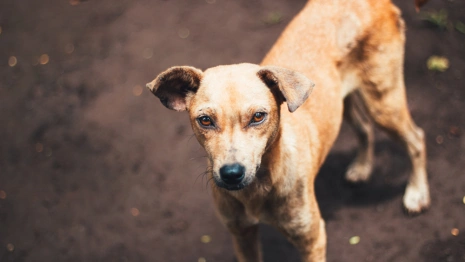 Во Владимире бродячая собака покусала ребенка