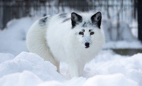 Редкий белый лис сбежал из монастырского приюта в Александровском районе