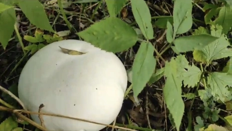 В лесу Юрьев-Польского района выросли гигантские дождевики