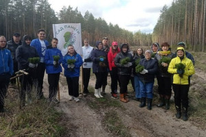 Во Владимирской области высадили почти 20 тысяч сеянцев сосны 