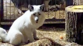 Редкий белый лис вернулся в монастырский приют в Александровском районе
