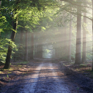 В Александрове мужчина бросил подругу умирать в лесу