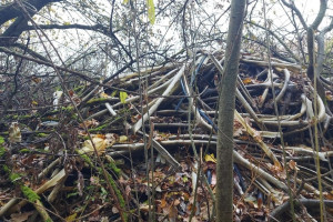 В лесу Юрьев-Польского района нашли огромную стихийную свалку