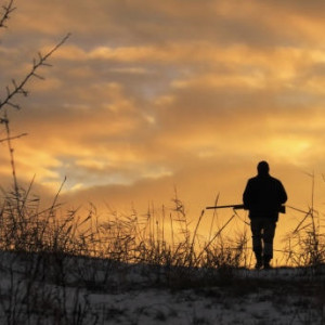 Во Владимирской области запретили охоту на кабана из-за нового очага чумы свиней