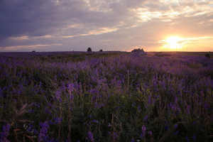 Прогноз погоды во Владимире и области на 21 июня