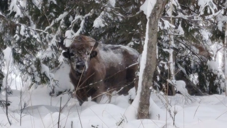 В Гороховецком районе встретили гуляющего по лесу европейского зубра