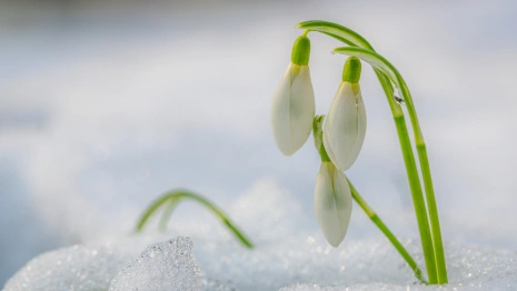 Народные приметы на 14 марта: что можно и нельзя делать в день Авдотьи Весновки