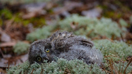 Во Владимирской области родились птенцы у краснокнижных птиц
