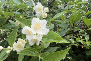 Прогноз погоды во Владимирской области на 12 июля 2025 года