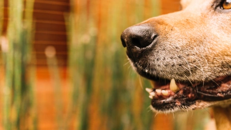 В Кольчугино собаки покусали 19 детей