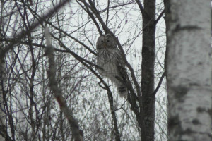 В одном из дворов Владимира заметили длиннохвостую неясыть