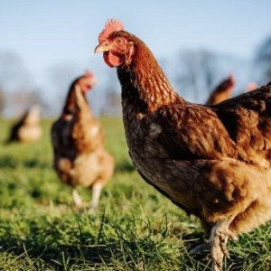 В Коврове нашли еще один очаг птичьего гриппа