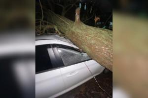 Во Владимире дерево упало на иномарку