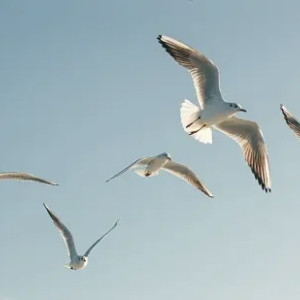 В Ковровском районе отменили карантин по птичьему гриппу