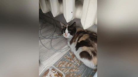 
Во Владимире соседи начали поиски хозяев для кошки погибшей после пожара пенсионерки