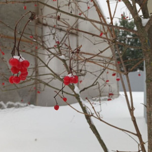 Прогноз погоды во Владимире и области на 17 января 2025 года