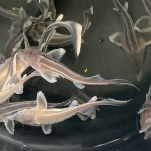 В Муроме в Оку выпустили 1 тыс. мальков стерляди