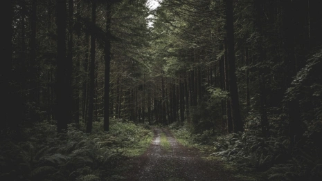 Владимирцев позвали на поиски 84-летней бабушки в синем платке