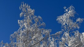 На Владимирскую область надвигается ураган до 15-17 м/с