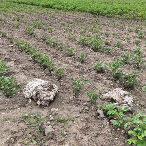 Фермер написал заявление на владимирскую ГТРК из-за репортажа о скотомогильнике