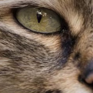 Пропавший во Владимире кот Барни вернулся домой