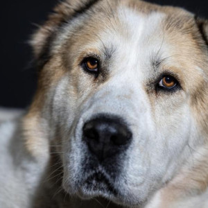 Жительница Меленок отсудила 150 тыс. рублей за нападение алабая