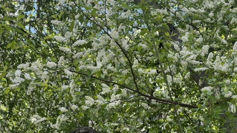 Во Владимире озеленение охватит 10 тыс. квадратных метров и 107 локаций